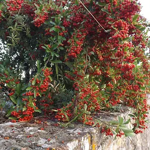 Solomia Affittacamere